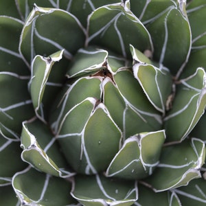 Succulent Photography, Nature Photo,  Large Print, Succulent Canvas, Wall Art
