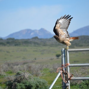 Rising Majesty: Red-Tailed Hawk Takes Flight