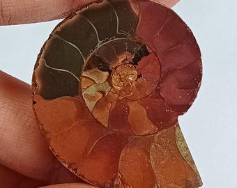 Polished Ammonite Fossil Shell: Ancient Spiral Stone for Jewelry or Decor