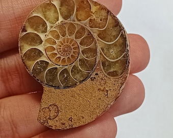 Polished Ammonite Fossil: Spiral Shell for Jewelry, Decor, Healing