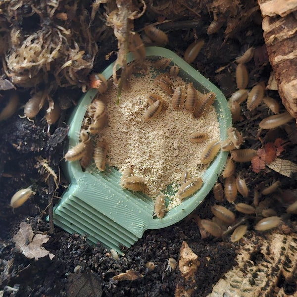 Isopod feeding bowl rounded shaped dish with ramp. For insects and small animals