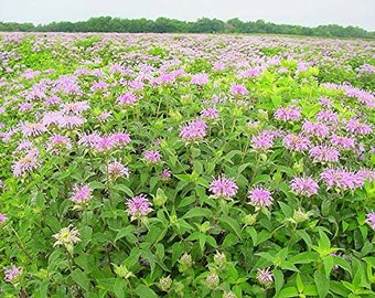 4g 0.14oz Bergamot bee balm Beebalm Monarda Didyma Organic red Flowers Petals for Steam Bath Decor Art /& to decorate candel in Canada