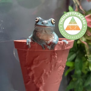 Decorazione per terrario con vaso sospeso a forma di rana e rettile