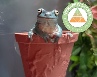 Decorazione per terrario con vaso sospeso a forma di rana e rettile