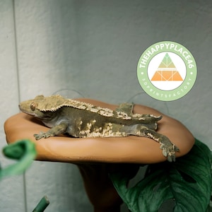 Tree Frog and Gecko Hanging Mushroom Ledge