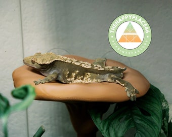 Tree Frog and Gecko Hanging Mushroom Ledge