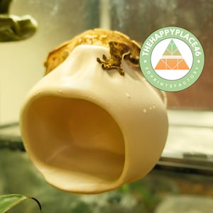 Steamed Dumpling Crested Gecko and Dumpy Frog Hide