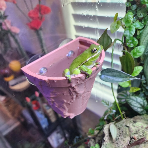 Frog and reptile hanging pot terrarium decor