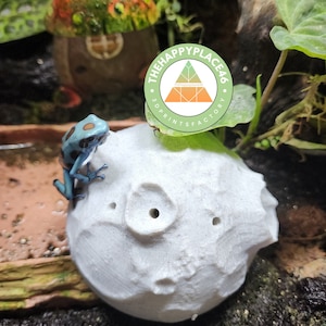 Peut inclure: Un refuge sphérique blanc et texturé avec plusieurs trous, peut-être pour un petit reptile ou amphibien. Une petite grenouille bleue et marron est perchée dessus. Une maison champignon miniature est en arrière-plan.