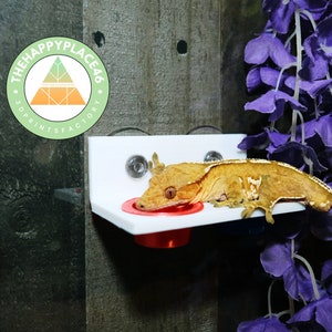 Crested Gecko Feeder Ledge mit mitgelieferten wiederverwendbaren Bechern, Reptilienfutter leiste