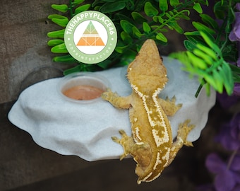 Crested Gecko Feeding Richel, 3D-geprint PLA-terrariumdecor (inclusief zuignappen)