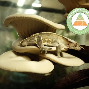 Puede incluir: Un gecko crestado descansa sobre un grupo de estructuras beige en forma de hongo. El gecko es de color marrón claro con manchas más oscuras y piel texturizada. El fondo está borroso, con un logotipo verde y blanco en la esquina superior derecha que dice "THEHAPPYPLACE46 3DPRINTSFACTORY".