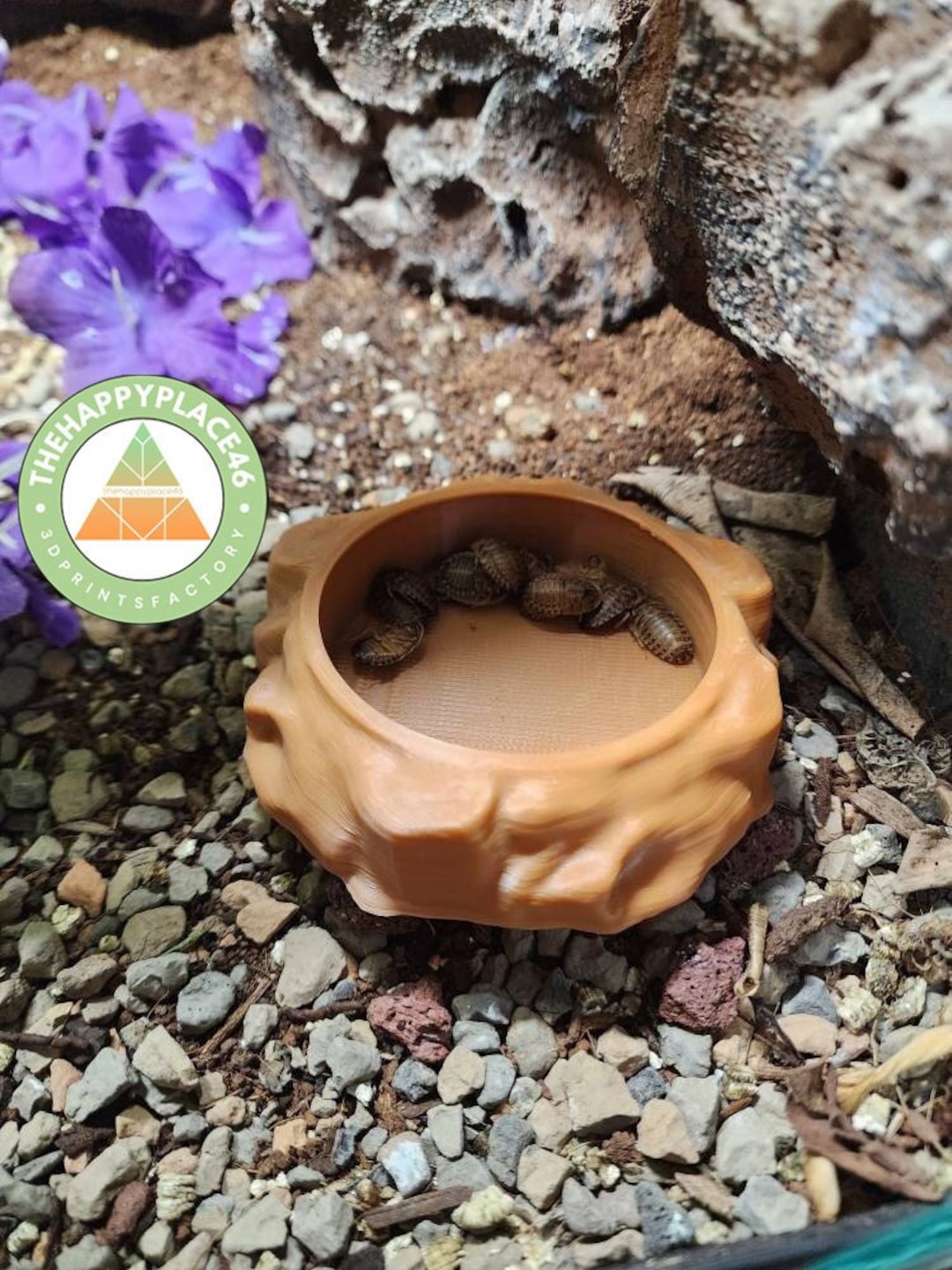 Insect Feeding Dish for Reptiles and Amphibians - Etsy