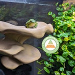 Frog Accessories