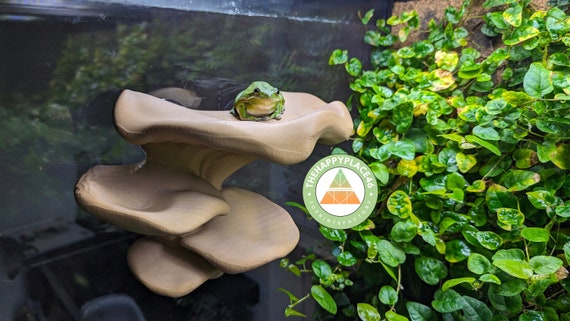 Frog and Gecko Multiplatform Ledge Realistic Mushroom