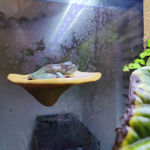 Frog and Gecko Hanging Mushroom Platform