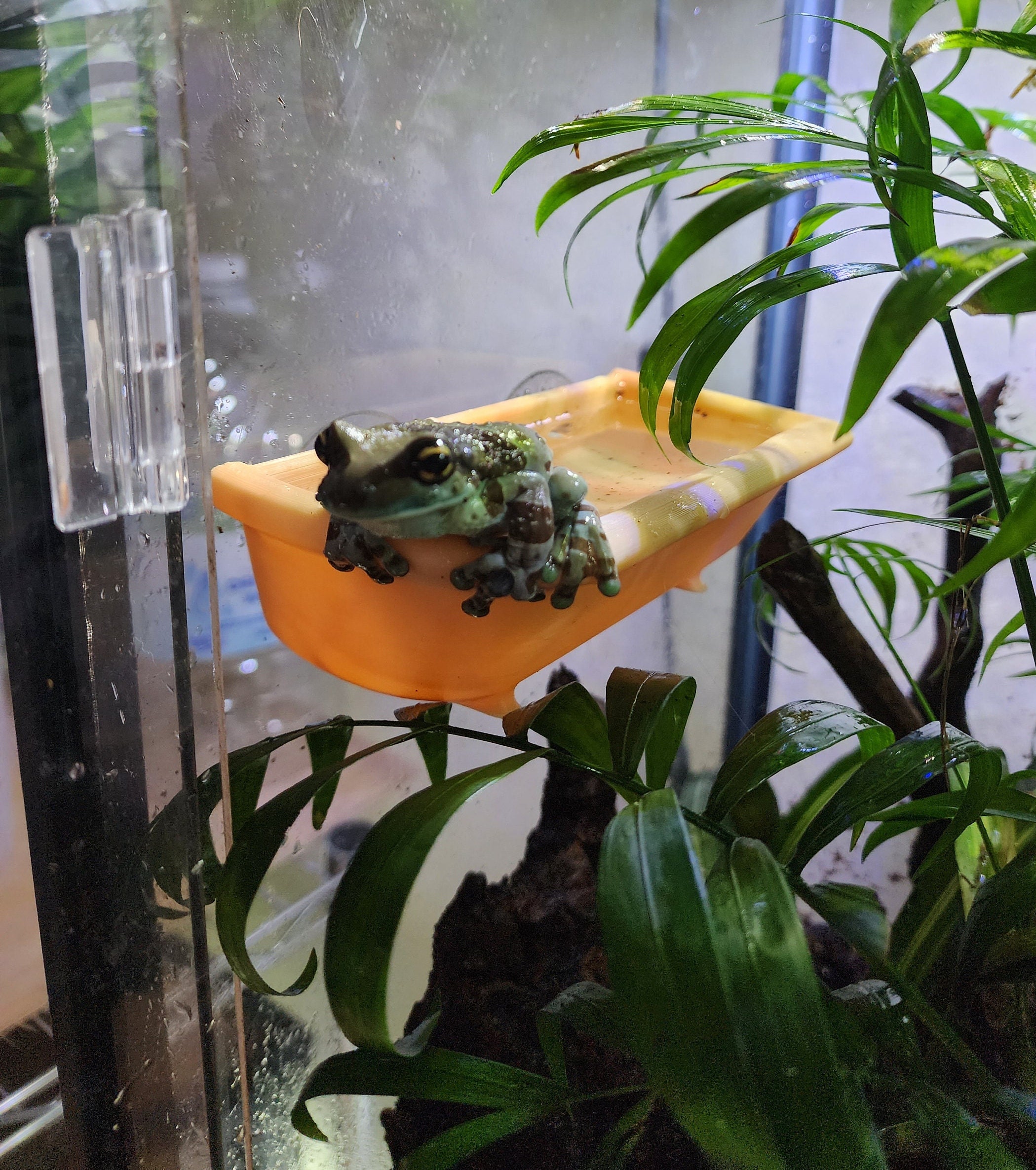 Tree Frog Habitat Kit edu.svet.gob.gt