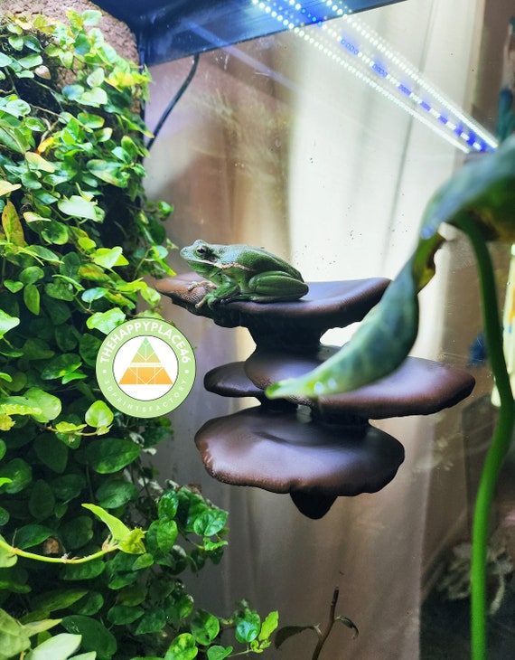 Buy Multi level Mushroom Ledge Hanging for Crested Geckos Tree Frogs Other Arboreal Reptiles Online in India Etsy