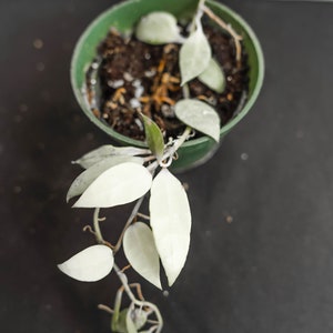 限定0709 *ホヤ*hoya *ラクノーサ * LOUISA´S SILVER セールや限定