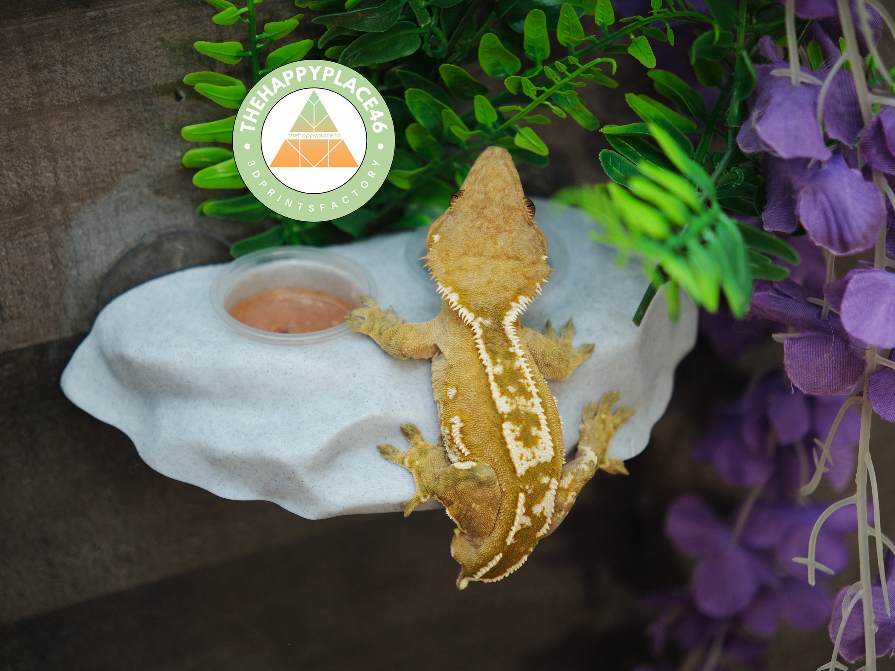 Crested Gecko Feeder Etsy Canada