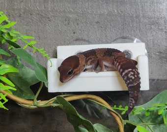 Crested gecko and frog hanging couch ledge