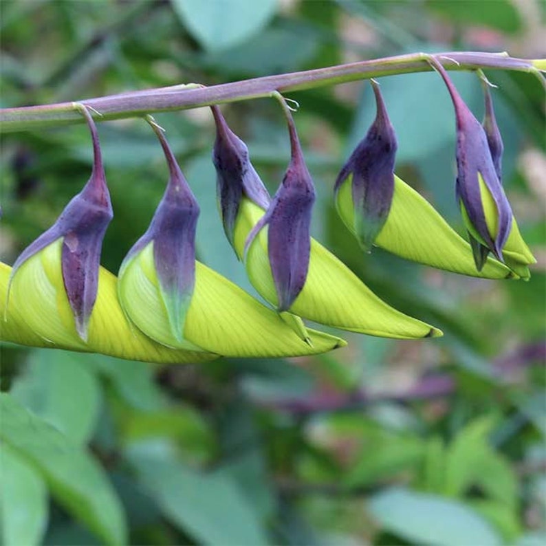 100pcs Crotalaria Cunninghamii Hummingbird Plant Birdflower Succulent Lithops Seeds Rare Perennial Herb