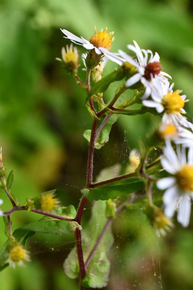 Crooked Aster, Crooked-stemmed Aster, Symphyotrichum prenanthoides Native Plant Seeds image 5