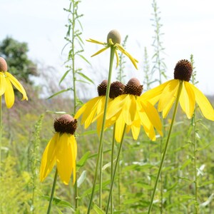 May include: A field of yellow coneflowers with brown centers. The flowers are in various stages of bloom, with some fully open and others still in bud.