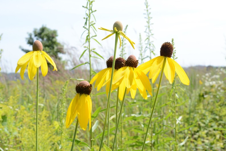 May include: A field of yellow coneflowers with brown centers. The flowers are in various stages of bloom, with some fully open and others still in bud.