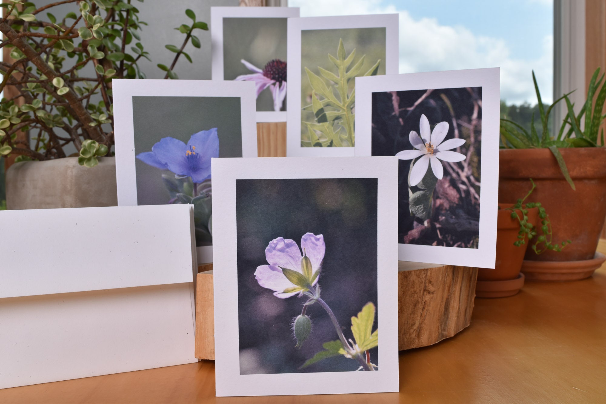 Blank Card - Native Plant Photographs (Late Spring)