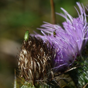 Cirsium discolor, Field Thistle Native Plant Seeds image 4