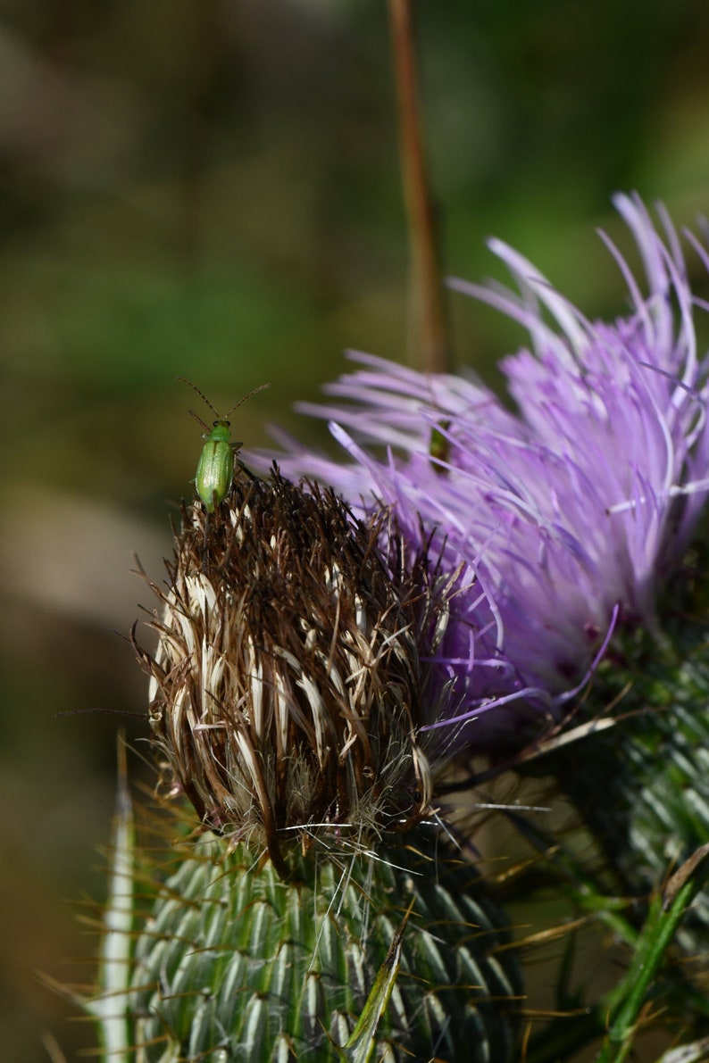 Cirsium discolor, Field Thistle Native Plant Seeds image 4