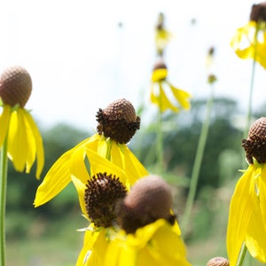 May include: Close-up of yellow coneflowers with brown centers. The flowers are in various stages of bloom, with some petals drooping and others still fully open.