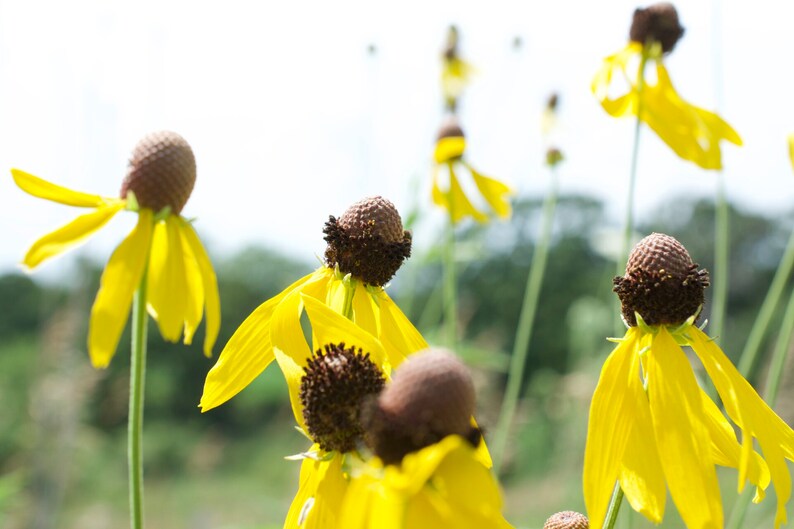 May include: Close-up of yellow coneflowers with brown centers. The flowers are in various stages of bloom, with some petals drooping and others still fully open.