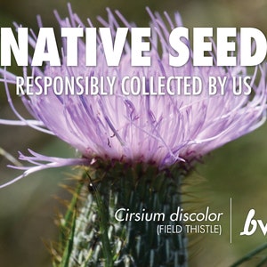 Cirsium discolor, Field Thistle Native Plant Seeds image 1