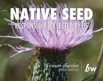 Cirsium discolor, Field Thistle  |  Native Plant Seeds