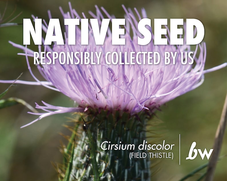 Cirsium discolor, Field Thistle Native Plant Seeds image 1