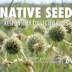 Eryngium yuccifolium, Rattlesnake Master  |  Native Plant Seeds