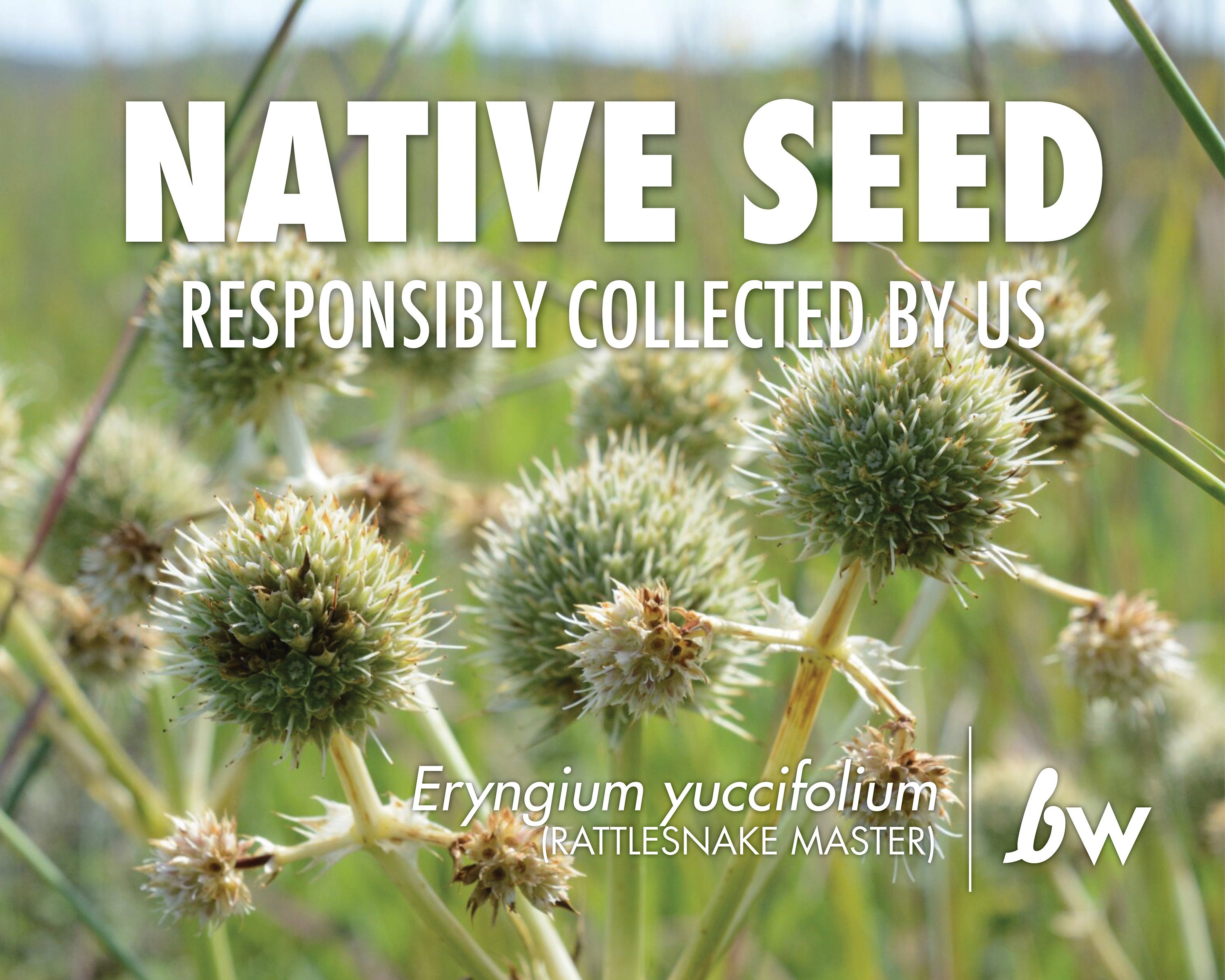 Eryngium Yuccifolium, Rattlesnake Master Native Plant Seeds Etsy