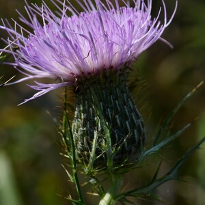 Cirsium discolor, Field Thistle Native Plant Seeds image 2