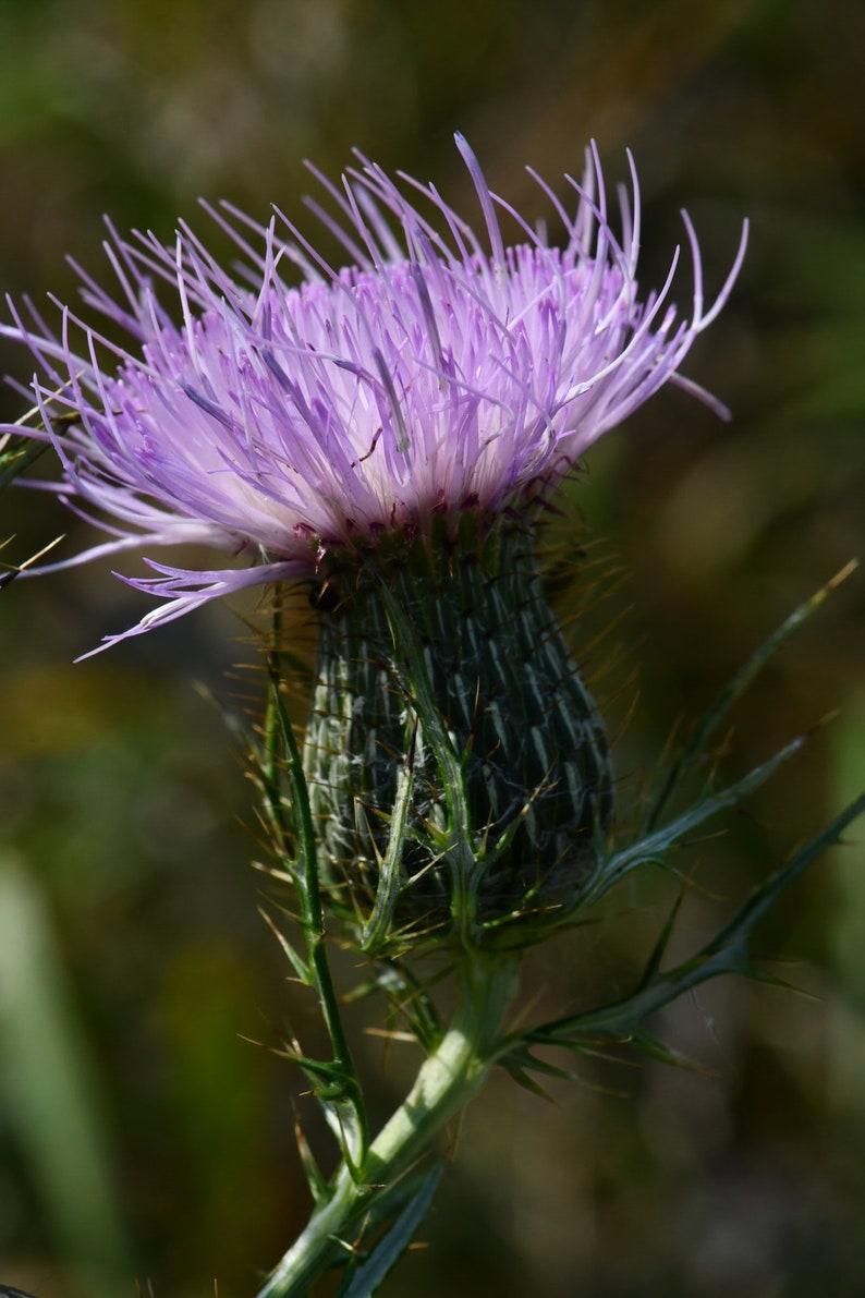 Cirsium discolor, Field Thistle Native Plant Seeds image 2