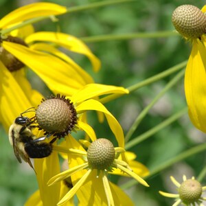May include: A bumblebee collects pollen from a yellow coneflower. The flower has a brown center and is surrounded by other yellow coneflowers.