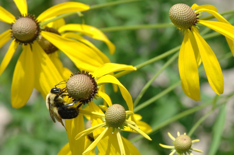 May include: A bumblebee collects pollen from a yellow coneflower. The flower has a brown center and is surrounded by other yellow coneflowers.