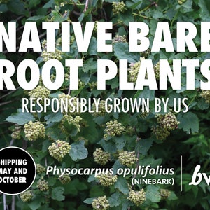 Ninebark, Physocarpus opulifolius  |  Bare Root Native Plant