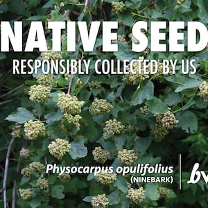 Physocarpus opulifolius, Ninebark   |  Native Plant Seeds