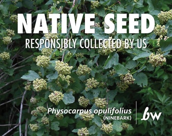 Physocarpus opulifolius, Ninebark   |  Native Plant Seeds