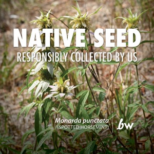 Monarda punctata (Spotted Horsemint)  |  Native Plant Seeds