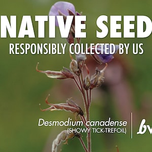 May include: Close-up of a purple flower with brown seed pods. The text "NATIVE SEED RESPONSIBLY COLLECTED BY US" is at the top of the image. The text "Desmodium canadense (SHOWY TICK-TREFOIL)" is at the bottom of the image. The text "bw" is in the bottom right corner of the image.