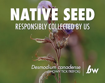 Desmodium canadense, Showy Tick-trefoil  |  Native Plant Seeds