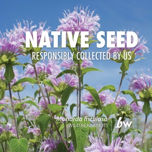 Wild Bergamot, Bee Balm, Monarda fistulosa  |  Native Plant Seeds